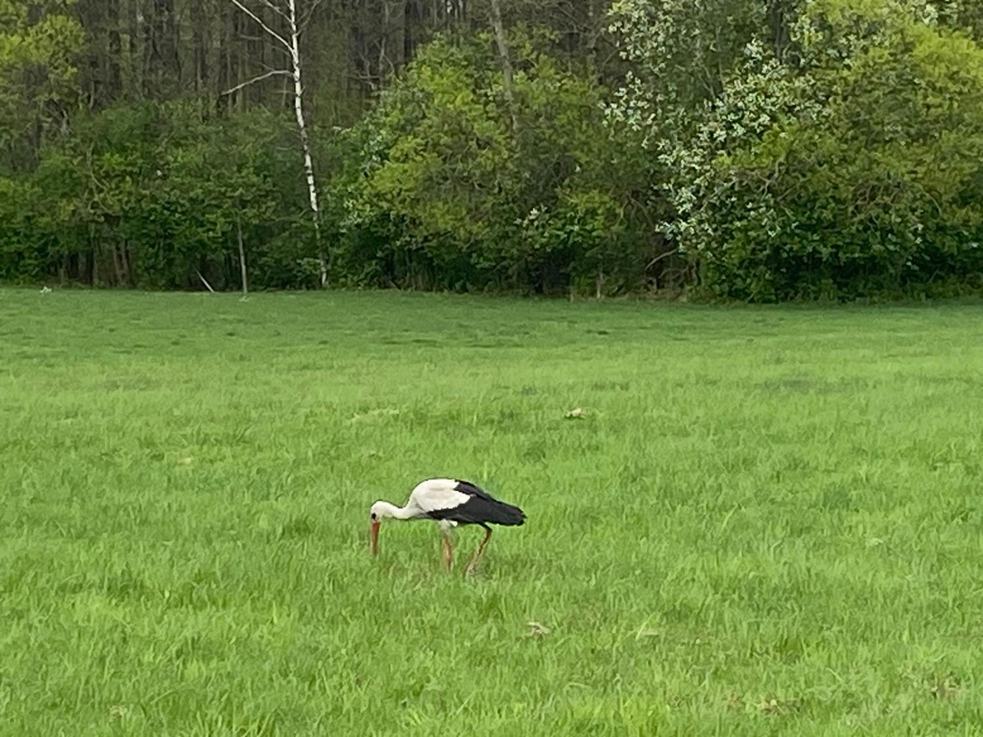 Mazurska Stodola Na Polwyspie Pilchowskim Pilchy Esterno foto