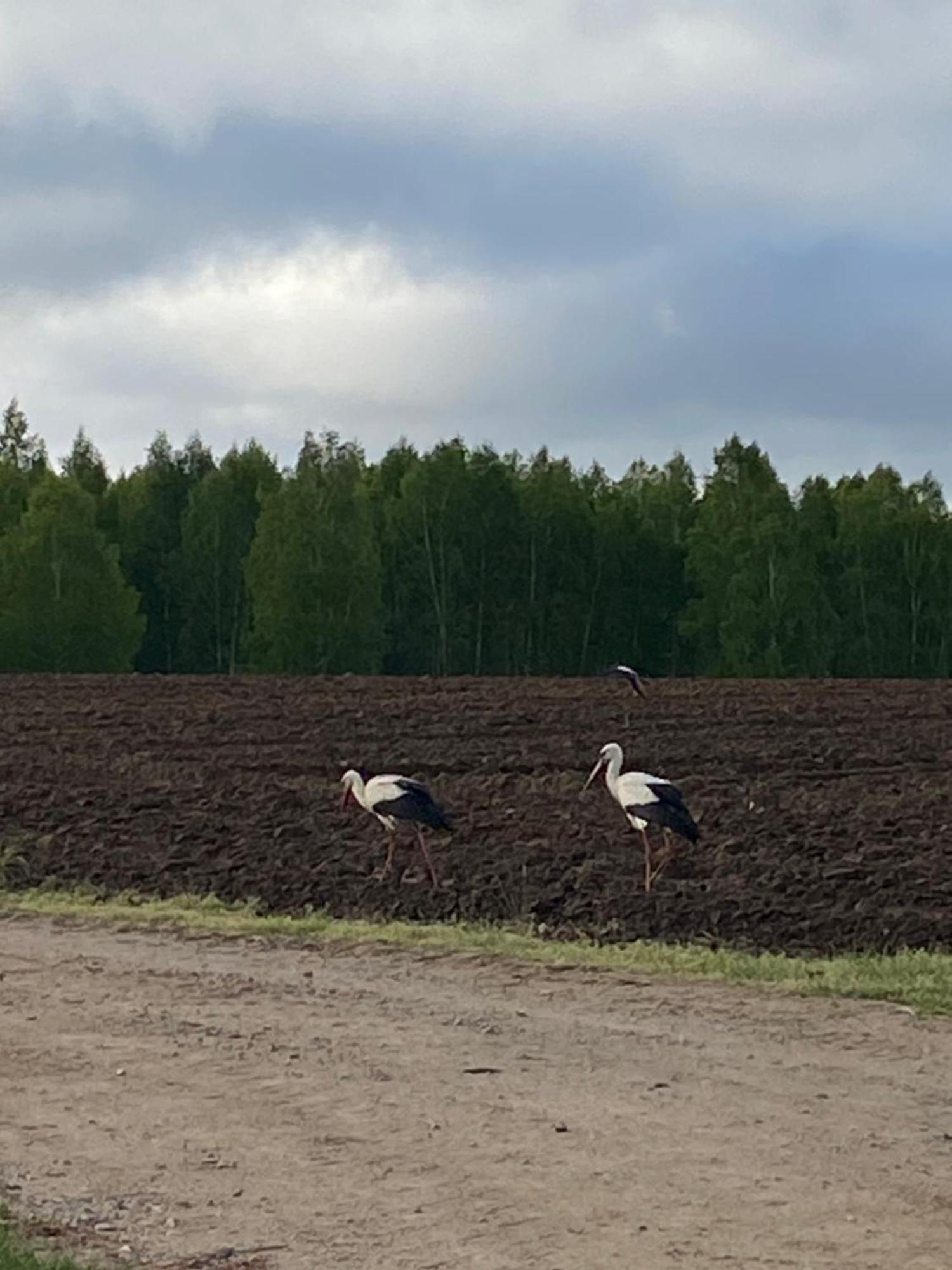 Mazurska Stodola Na Polwyspie Pilchowskim Pilchy Esterno foto